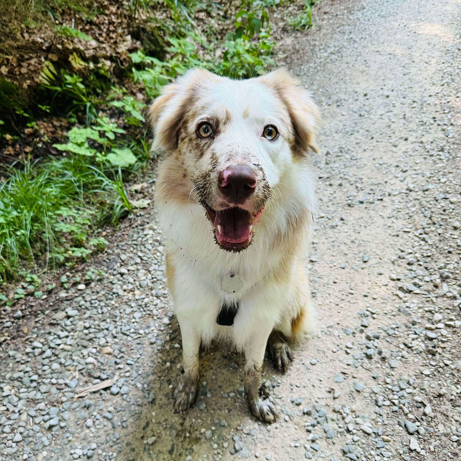 Fynn